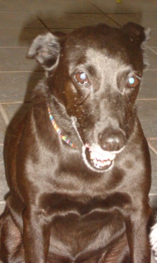 Ella era una hermosa perrita, muy cariñosa y leal , buena guardiana y gran compañera! cuidaba de sus hijas adoptivas las cuales adoraba, al igual que nosotros a ella... Dios te tenga a su lado!

besos, te amamos Nicky